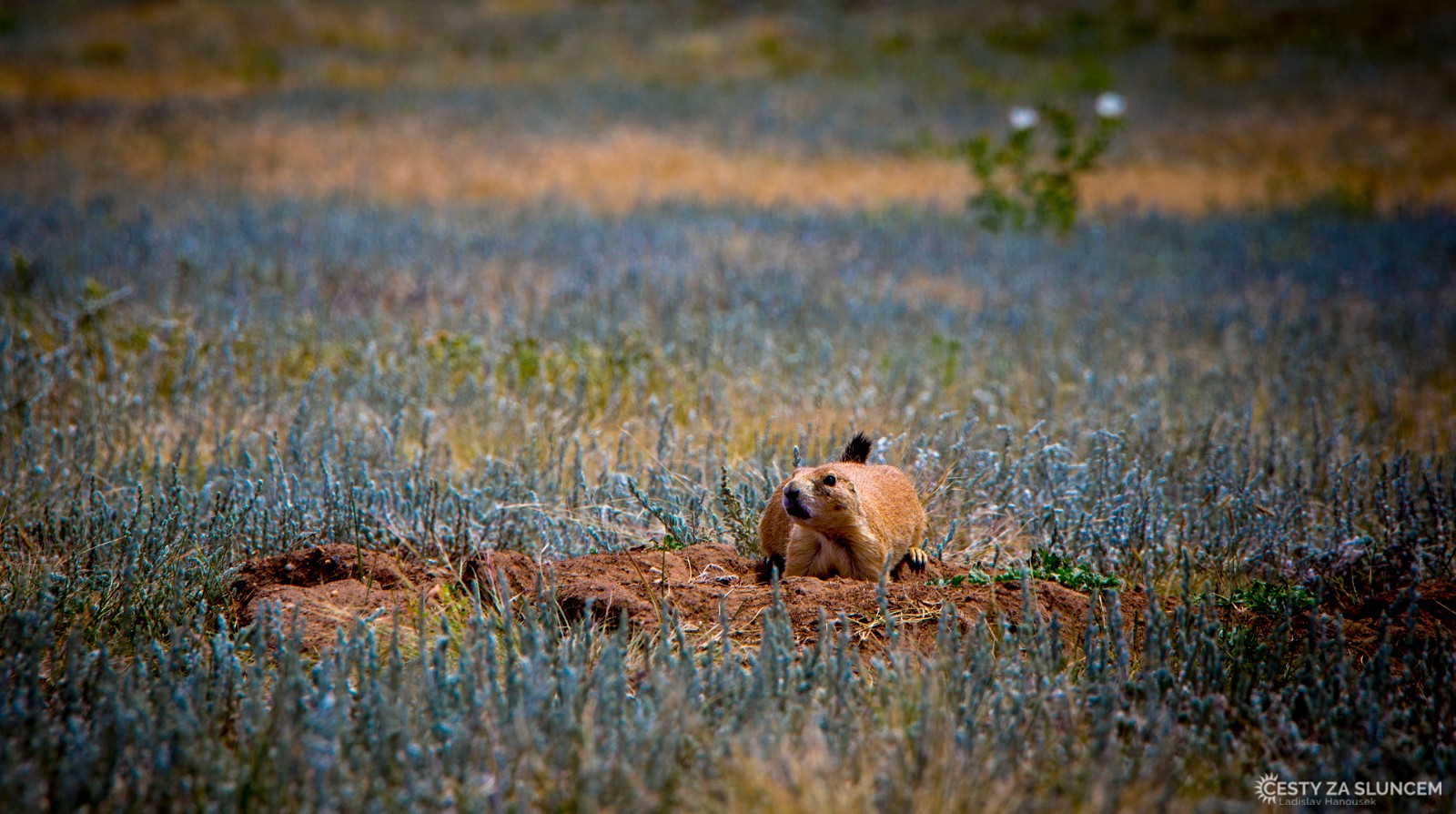 Kolem nor psounů prériových jsou koberce levandulí. Tedy aspoň si myslím, že to jsou nějaké americké levandule. Ale zjistím to... (-: - Ladislav Hanousek, Wind Cave NP