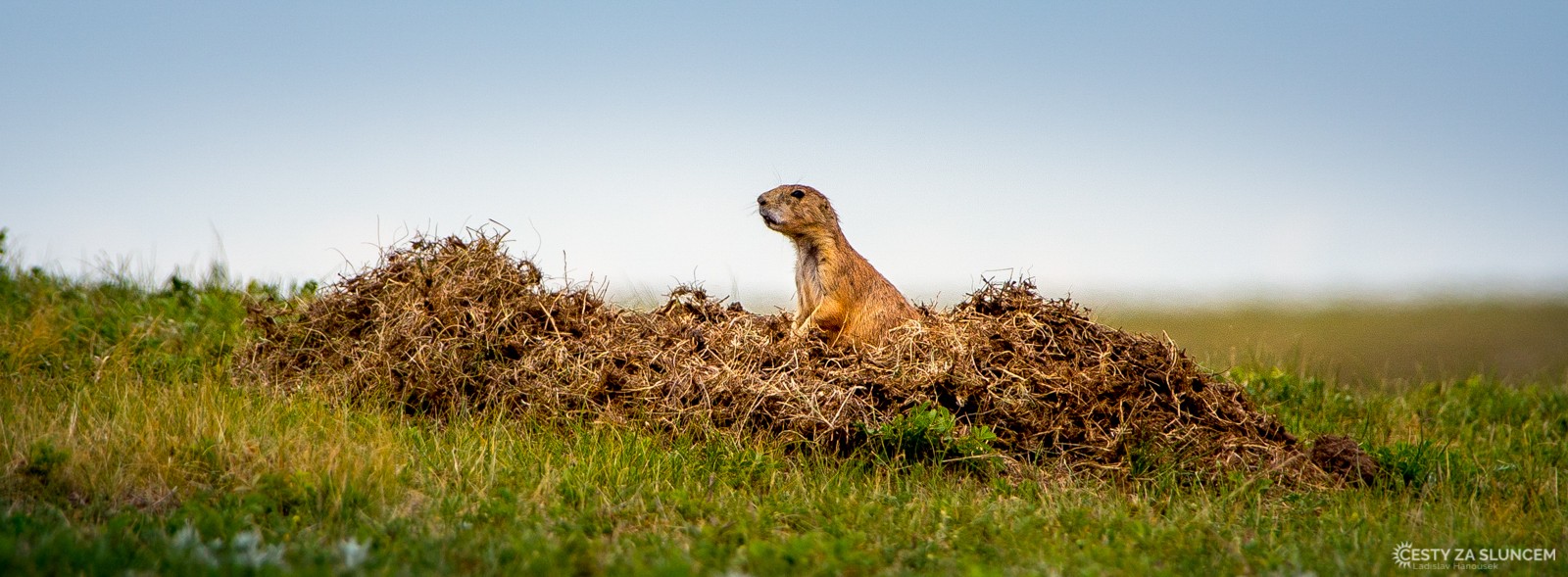 Psoun prériový ve své typické podobě.. - Ladislav Hanousek, Wind Cave NP