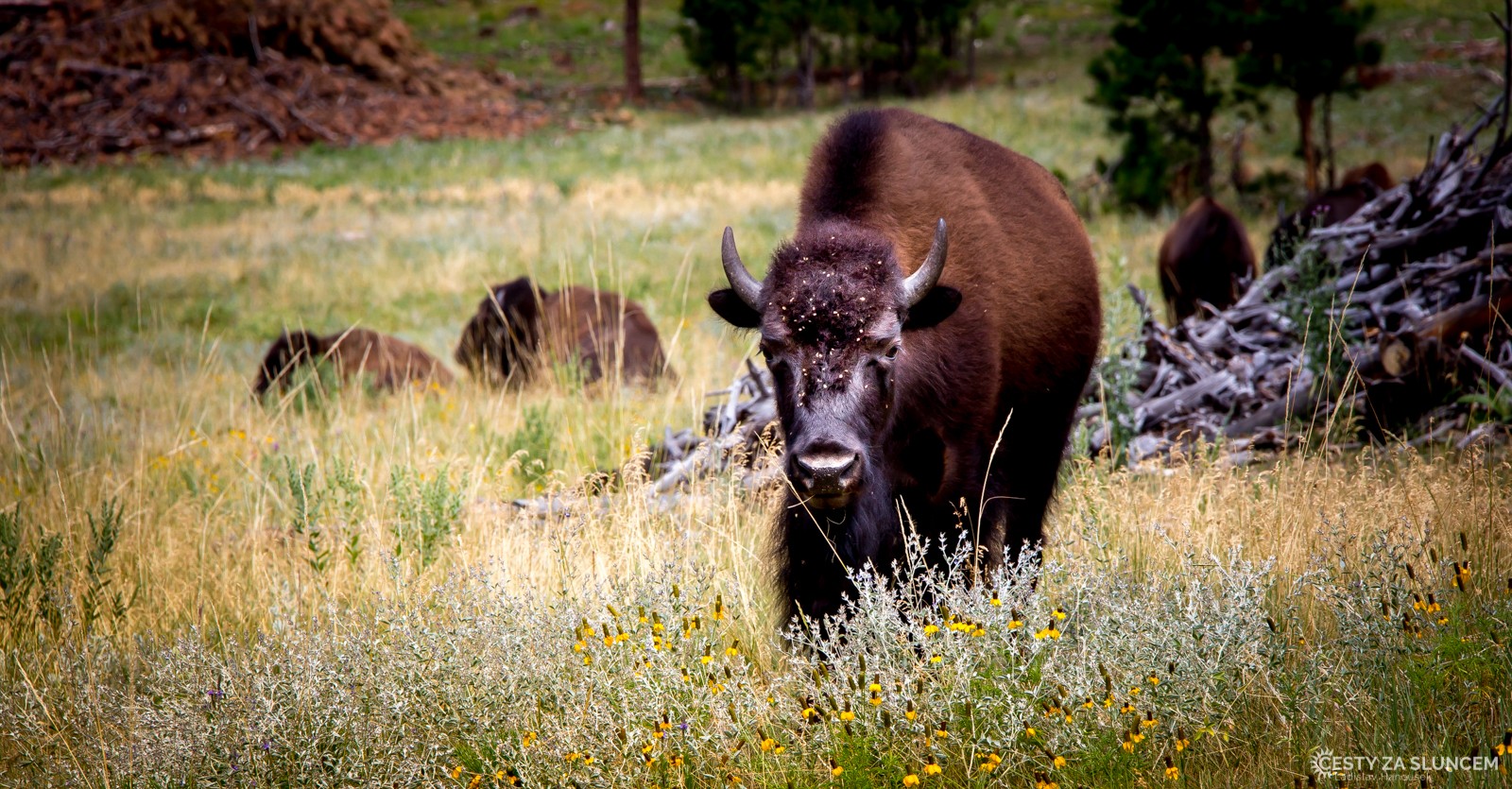 Ten bizon nevypadá moc přátelsky.. - Ladislav Hanousek, Custer NP