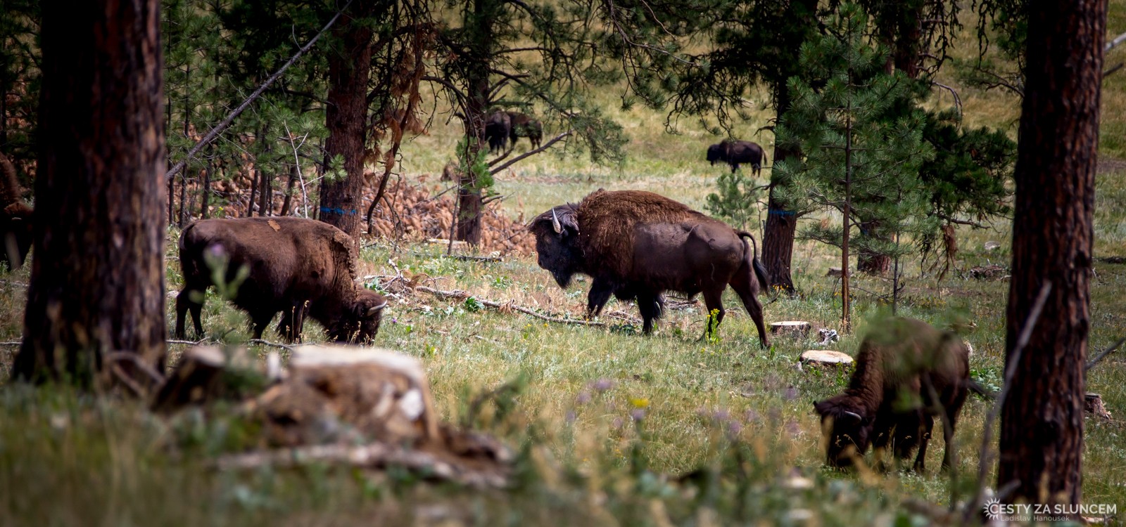 Custer NP - Ladislav Hanousek, Custer NP