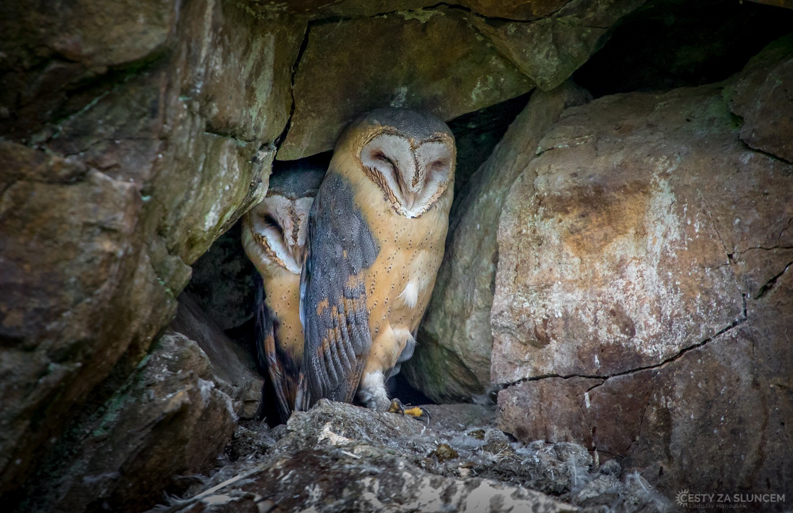 Borová Lada - Šumava, září 2019 - Ladislav Hanousek, Ptáci v přírodě