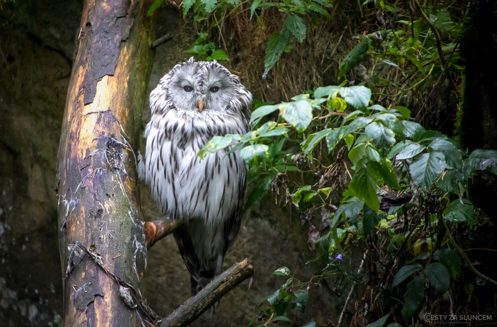 Borová Lada - Šumava - Ladislav Hanousek, Ptáci v přírodě