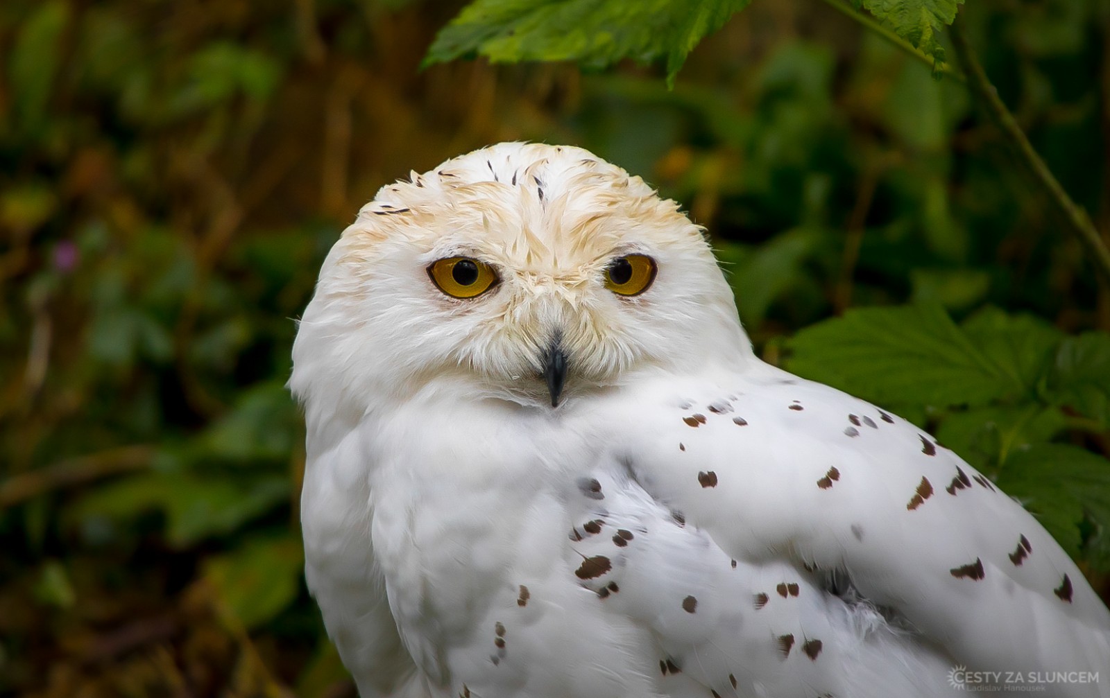 Borová Lada - Šumava, září 2019 - Ladislav Hanousek, Ptáci v přírodě