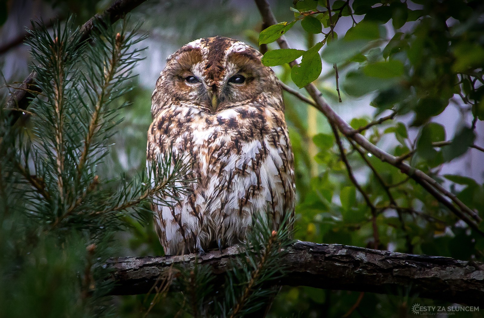 Borová Lada - Šumava, září 2019 - Ladislav Hanousek, Ptáci v přírodě