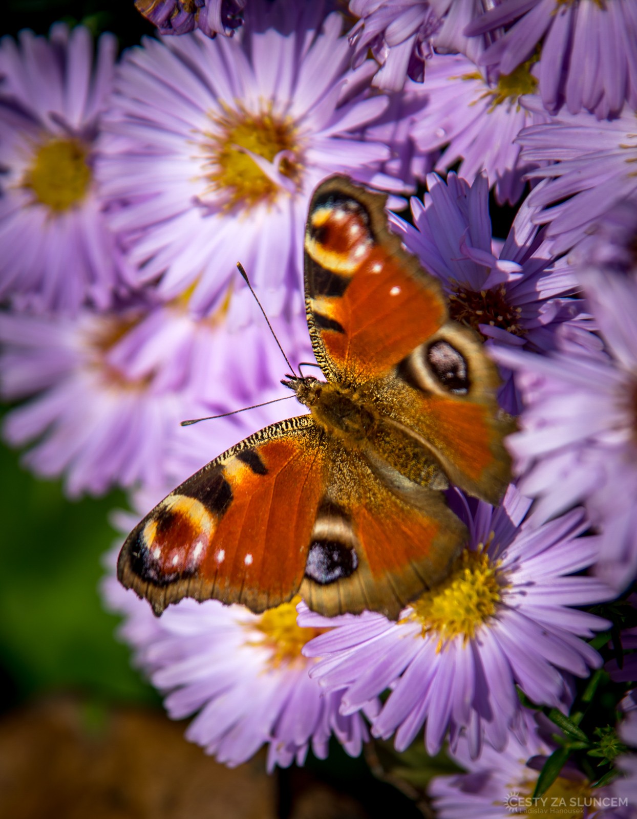 Babočka paví oko v arboretu Bílá Lhota - Ladislav Hanousek, Motýli