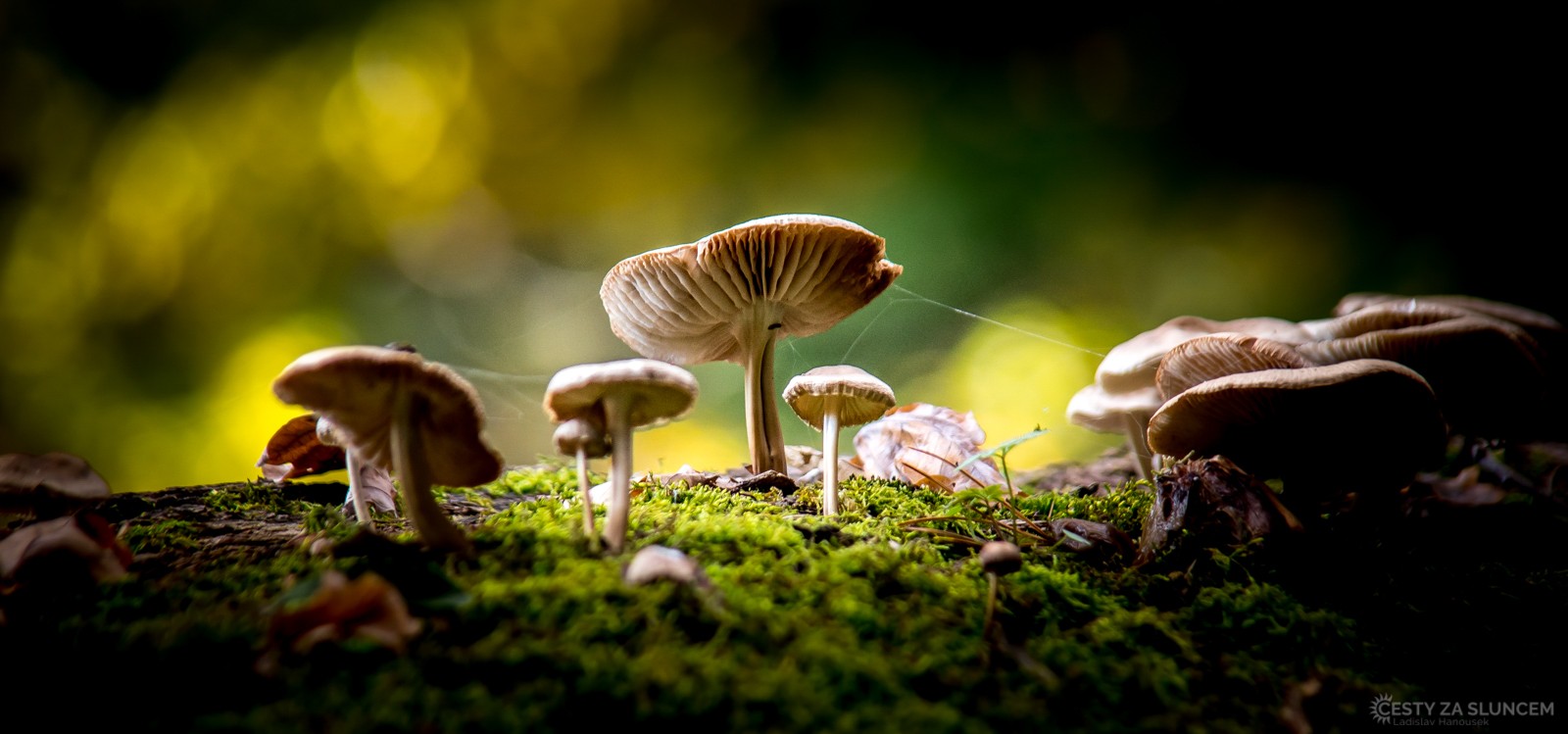 Arboretum Bílá Lhota - Ladislav Hanousek, Ostatní makro