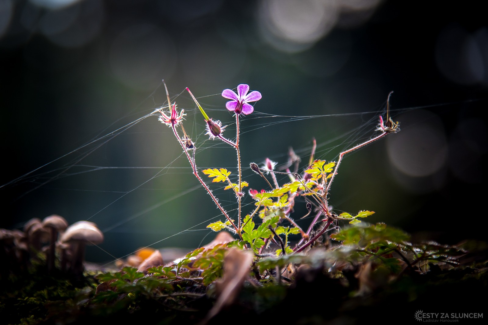 Arboretum Bílá Lhota - Ladislav Hanousek, Ostatní makro