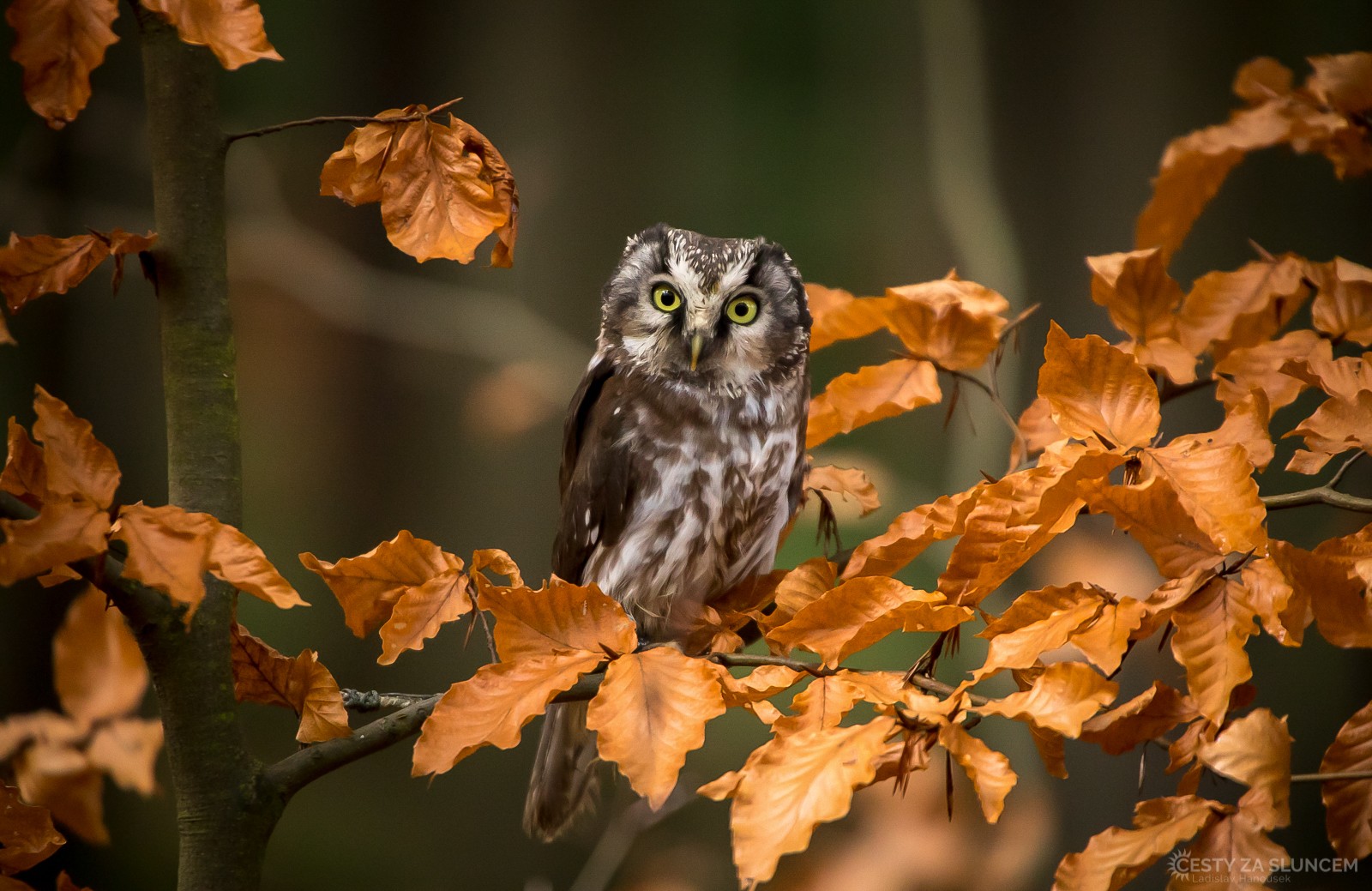 Sýc rousný - Ladislav Hanousek, Ptáci v přírodě