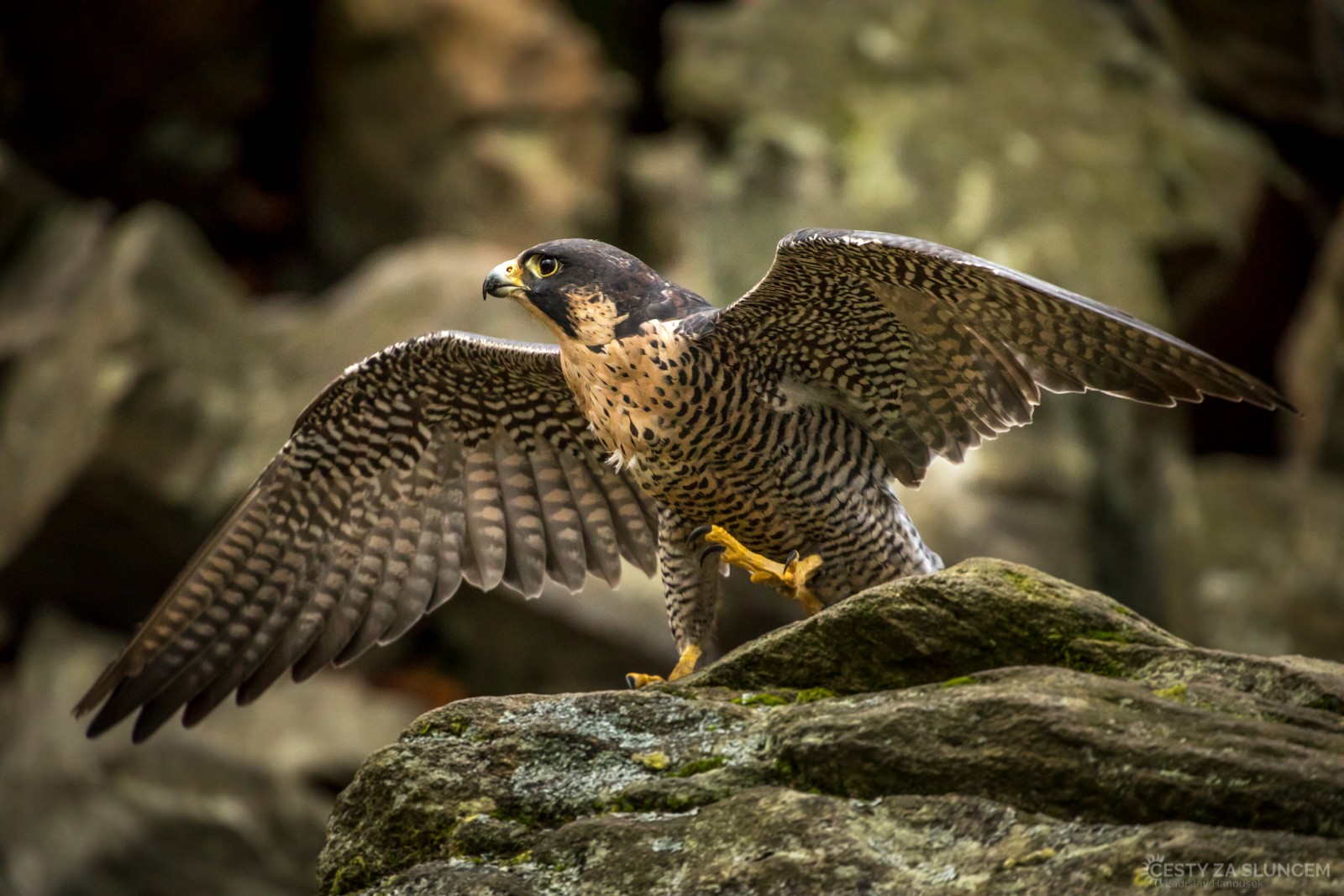 Sokol stěhovavý - Ladislav Hanousek, Ptáci v přírodě
