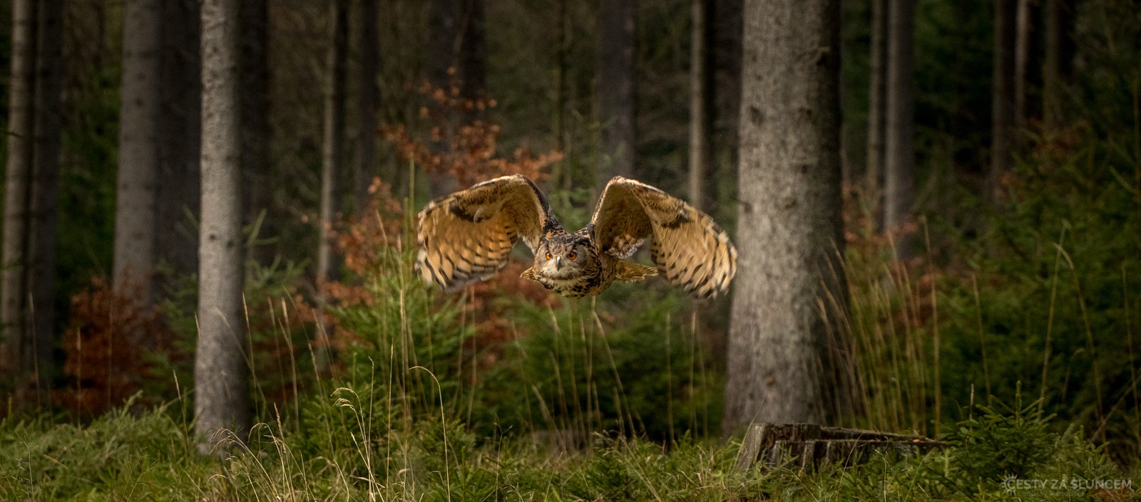 Výr velký - Ladislav Hanousek, Ptáci v přírodě