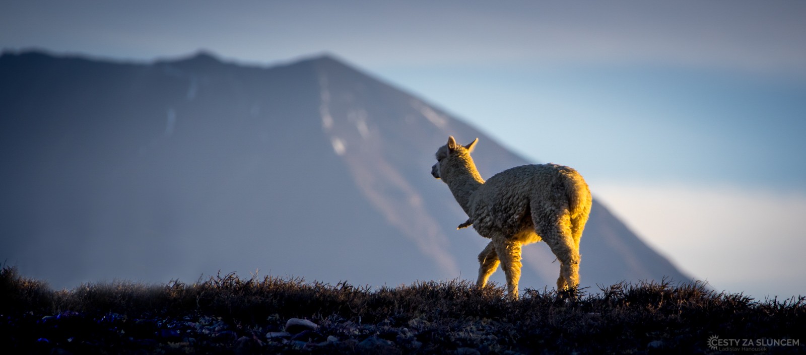 Místo oveček můžeme v Andách počítat před spaním lamy. Tato se po náhorních planinách toulala sama. - Ladislav Hanousek, Peru
