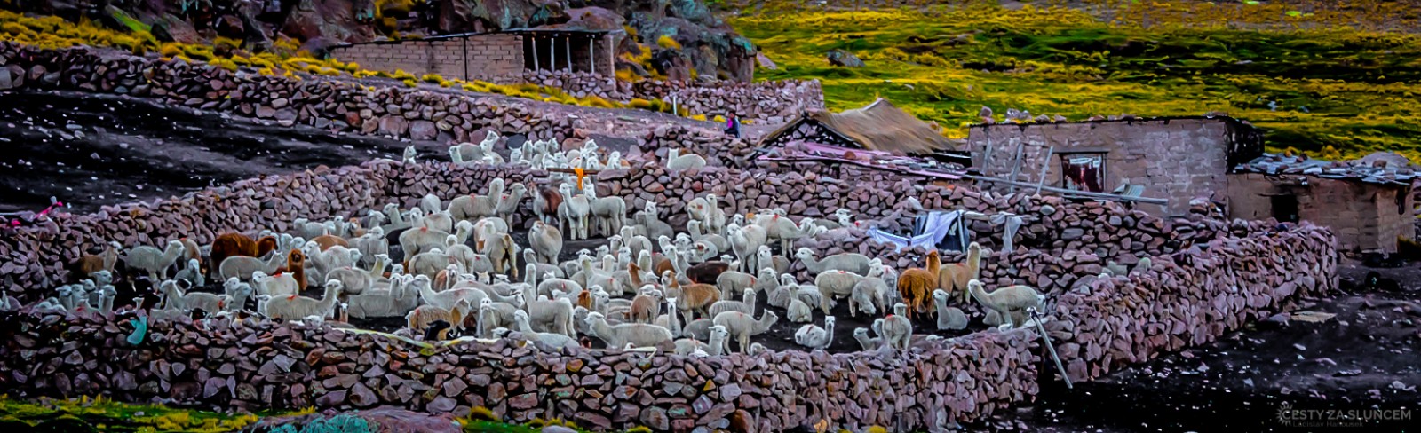 A tyto byly naopak v pozdním večeru v bezpečí kamenné ohrady. - Ladislav Hanousek, Peru