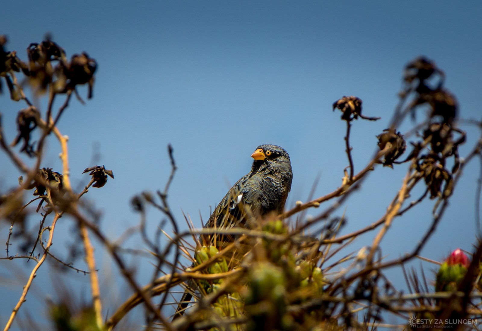 Cañon del Colca - Ladislav Hanousek, Peru