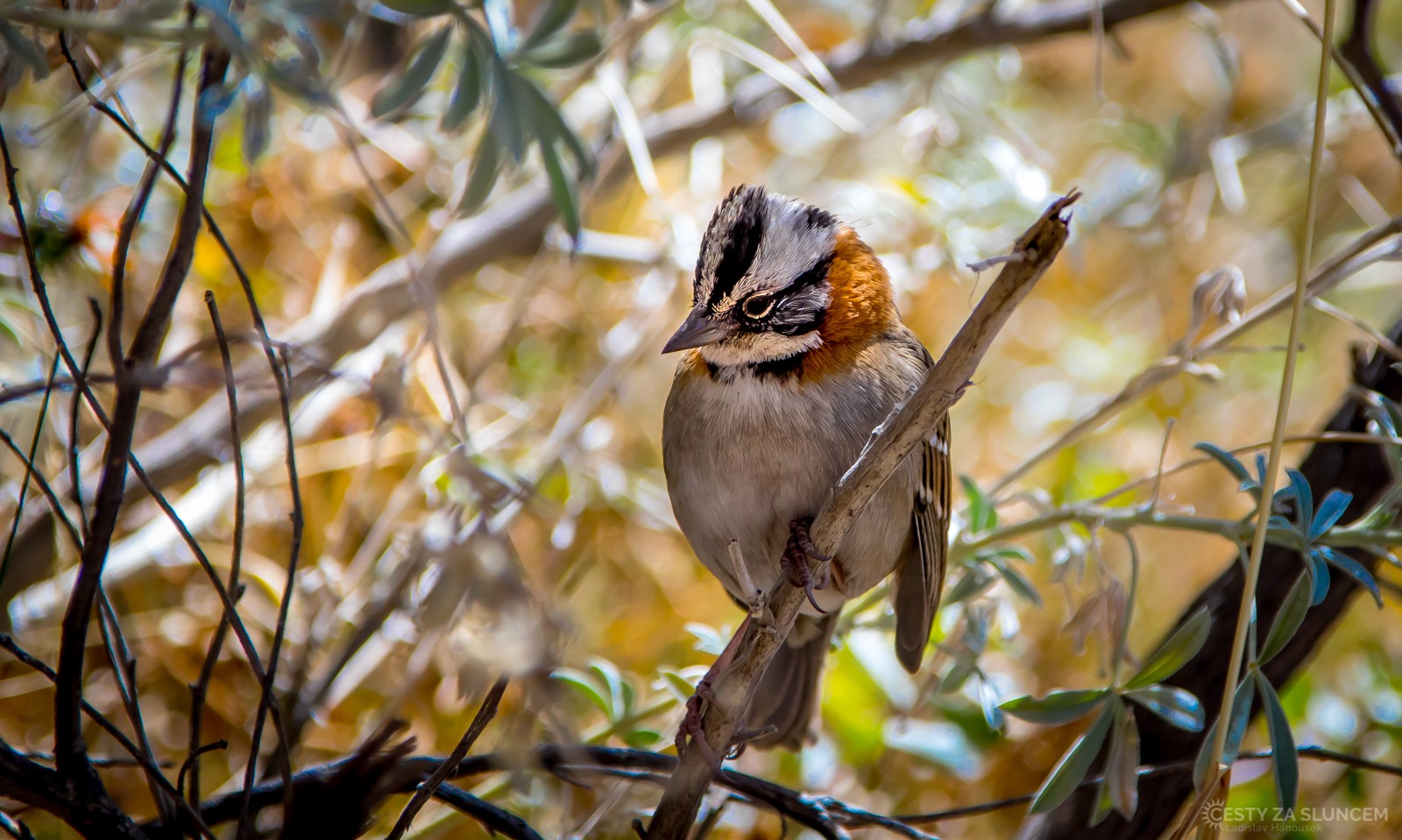 Strnadec ranní v Cañon del Colca - Ladislav Hanousek, Peru