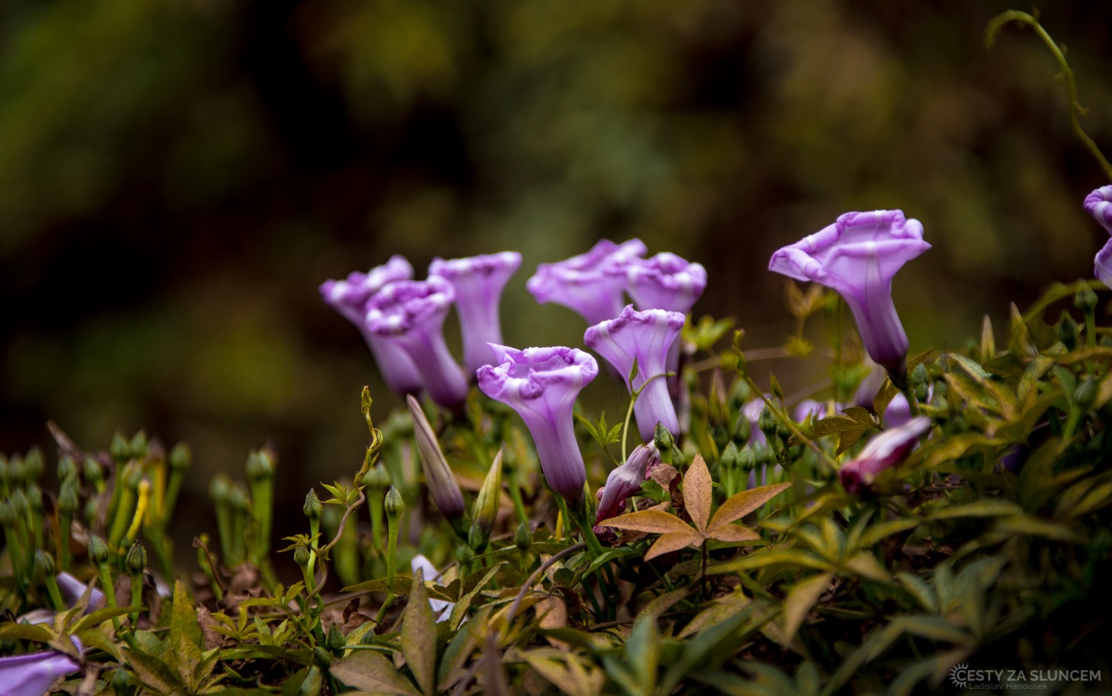 Cañon del Colca - Ladislav Hanousek, Peru