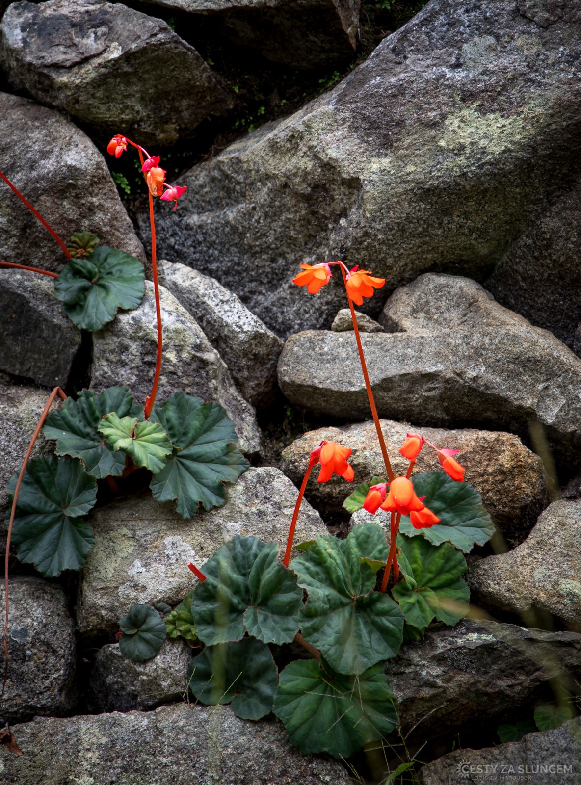 Begónie mezi kameny Machu Picchu - Ladislav Hanousek, Peru