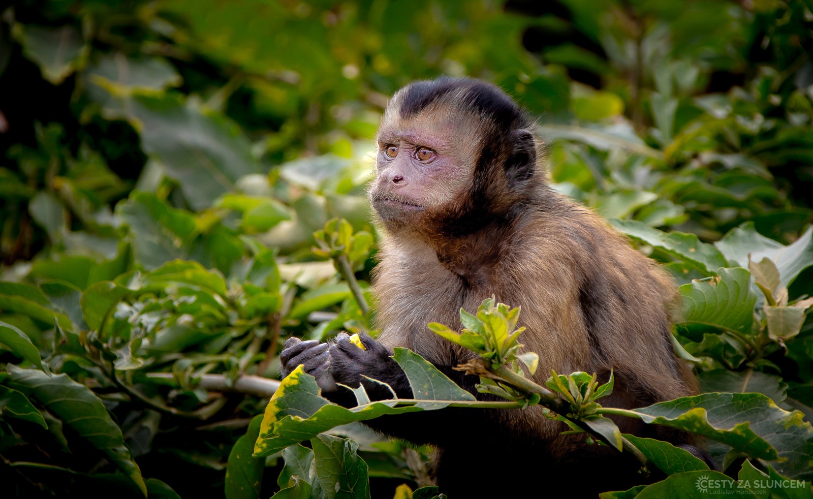 Lima - Ladislav Hanousek, Peru