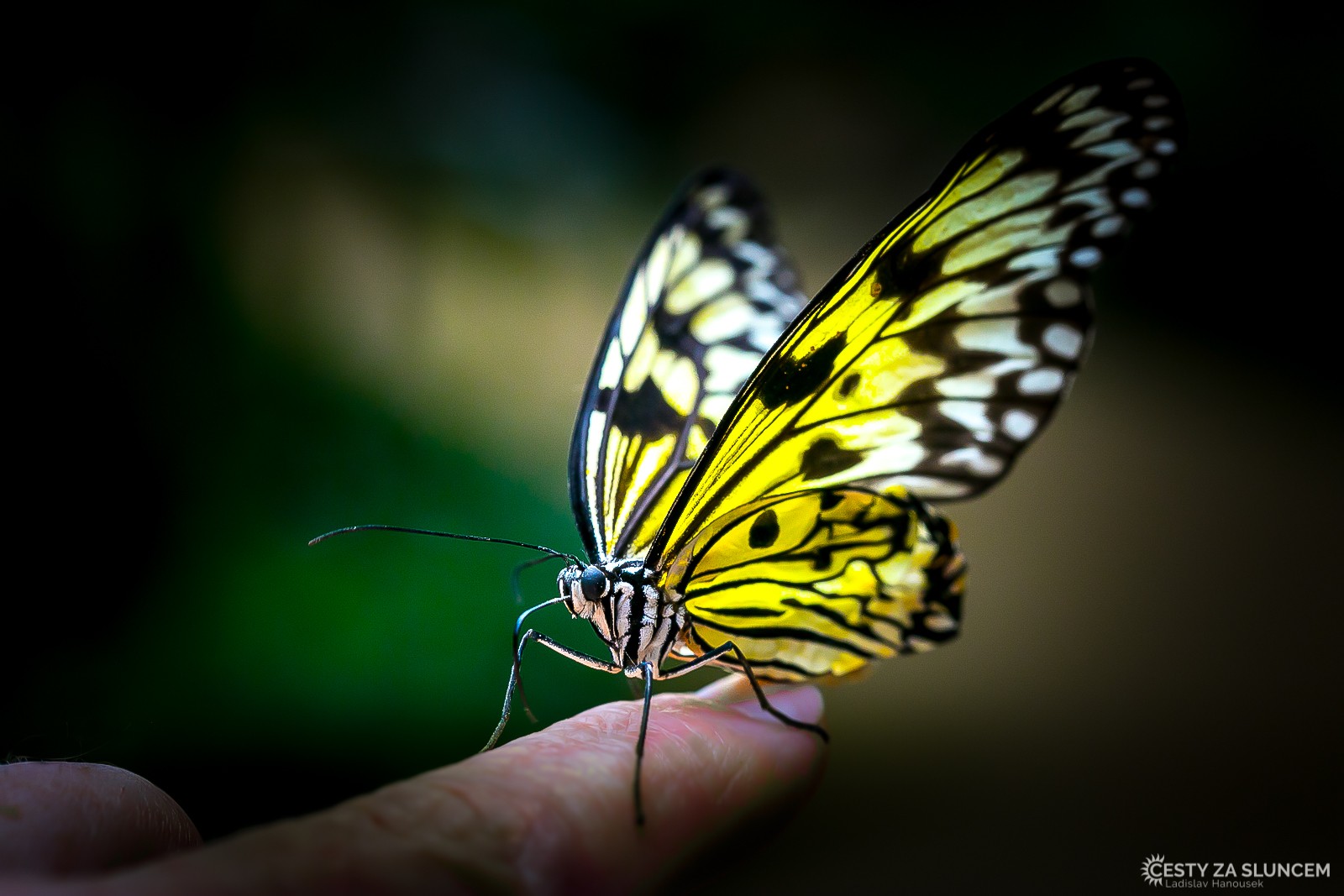 Motýlí dům Jonsdorf - Ladislav Hanousek, Motýli
