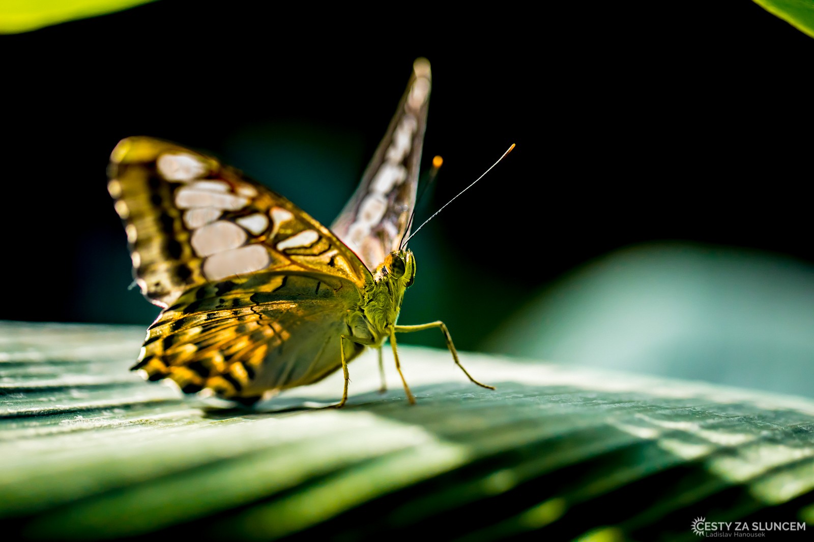 Motýlí dům Jonsdorf - Ladislav Hanousek, Motýli
