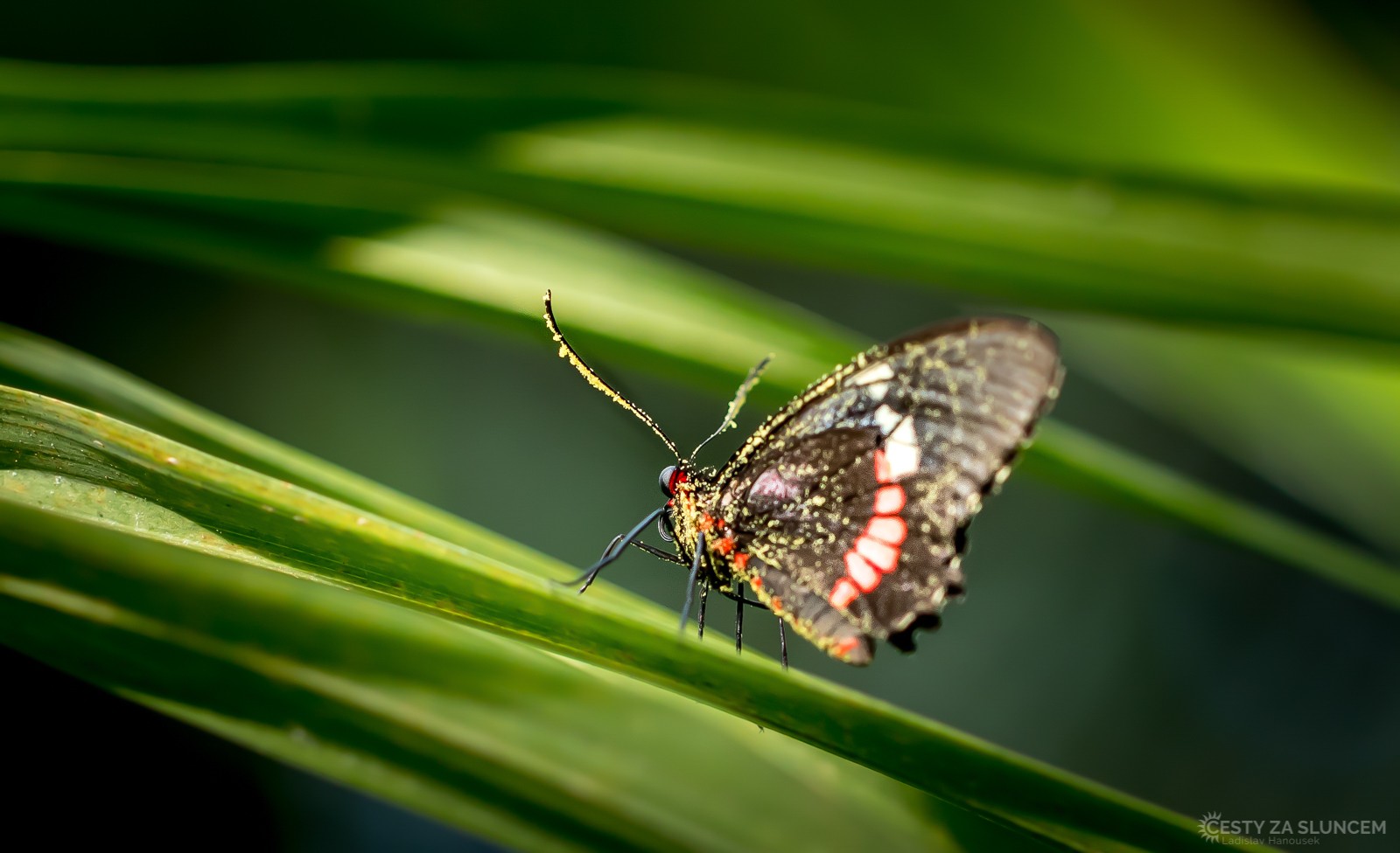 Motýlí dům Jonsdorf - Ladislav Hanousek, Motýli