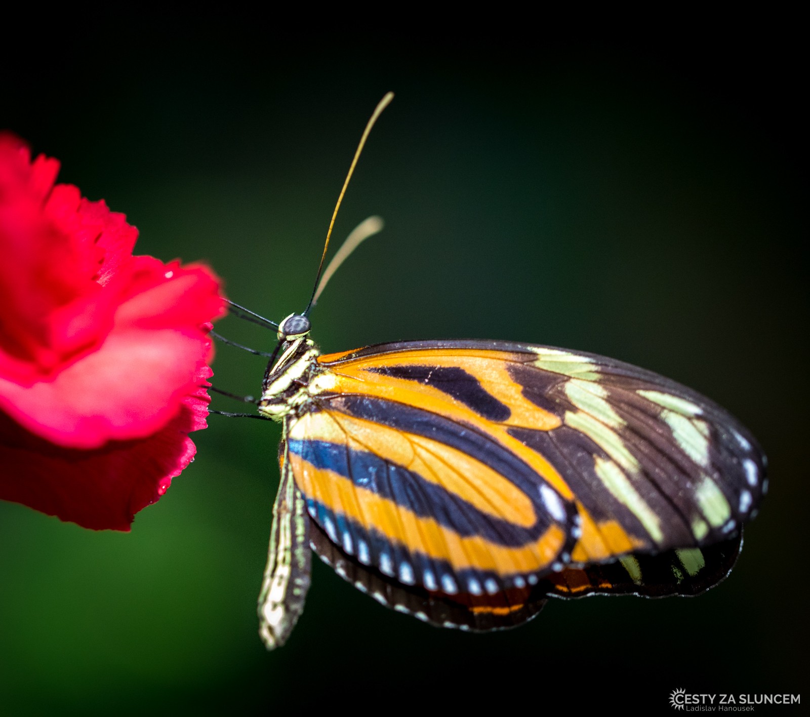 Motýlí dům Jonsdorf - Ladislav Hanousek, Motýli