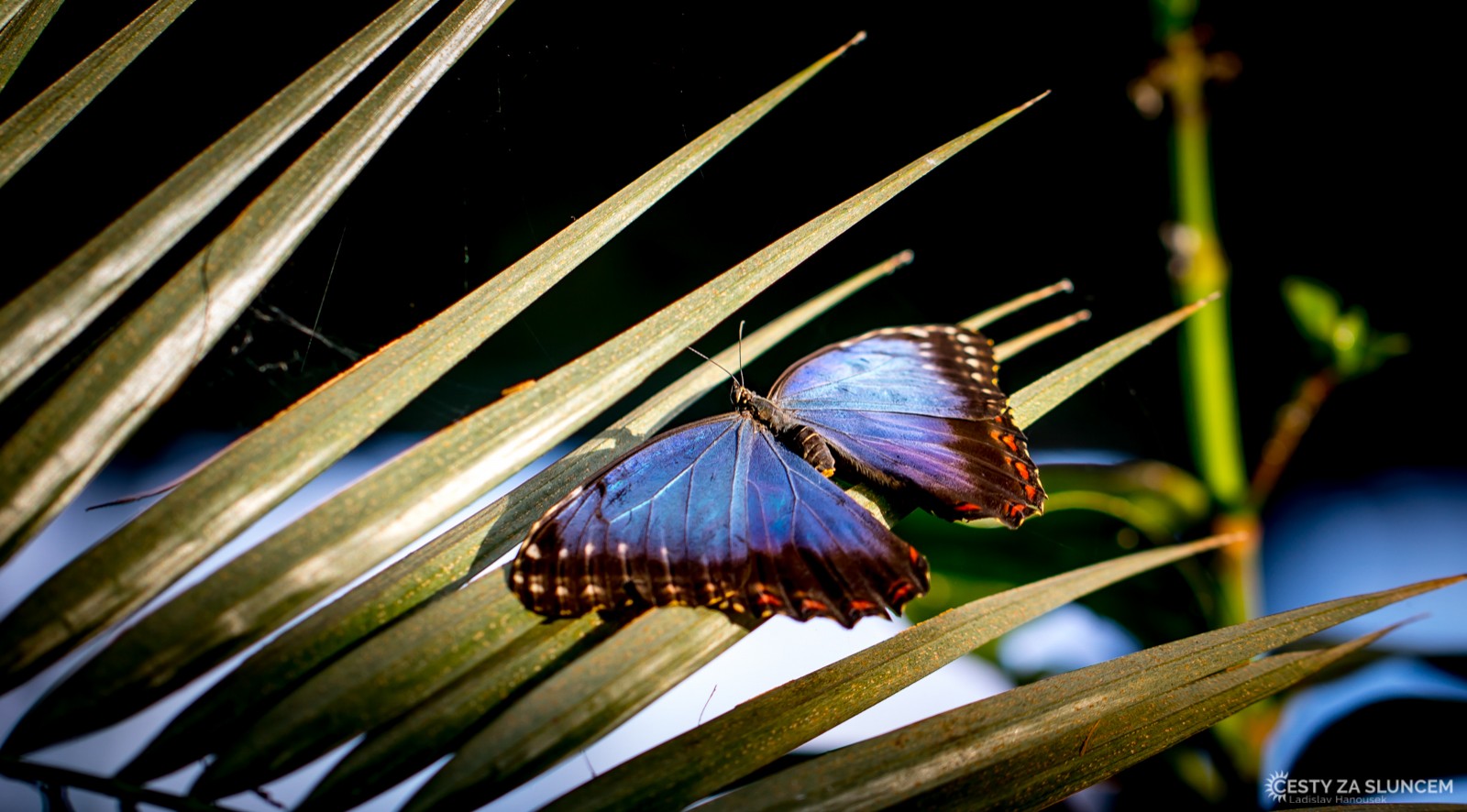 Motýlí dům Jonsdorf - Ladislav Hanousek, Motýli