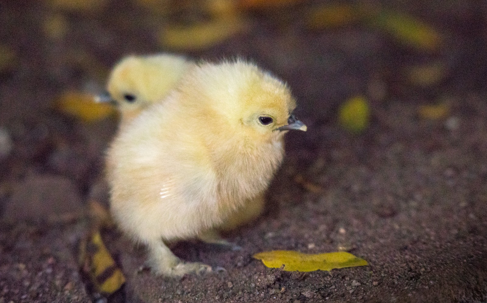 Taková kuřátka je možné vidět v únoru v Jihoafrické republice - Ladislav Hanousek, Jihoafrická republika 2018