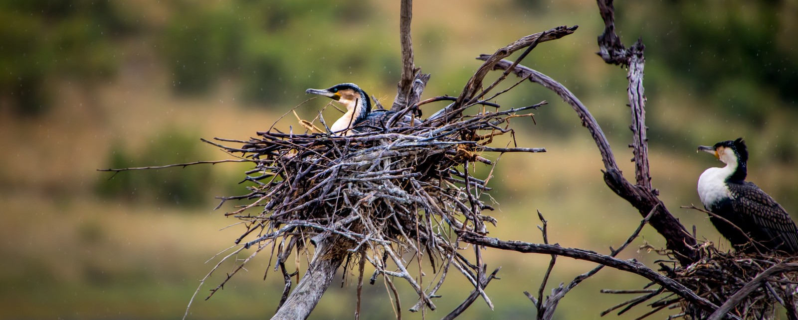 Národní park Addo Elephant - Ladislav Hanousek, Jihoafrická republika 2018