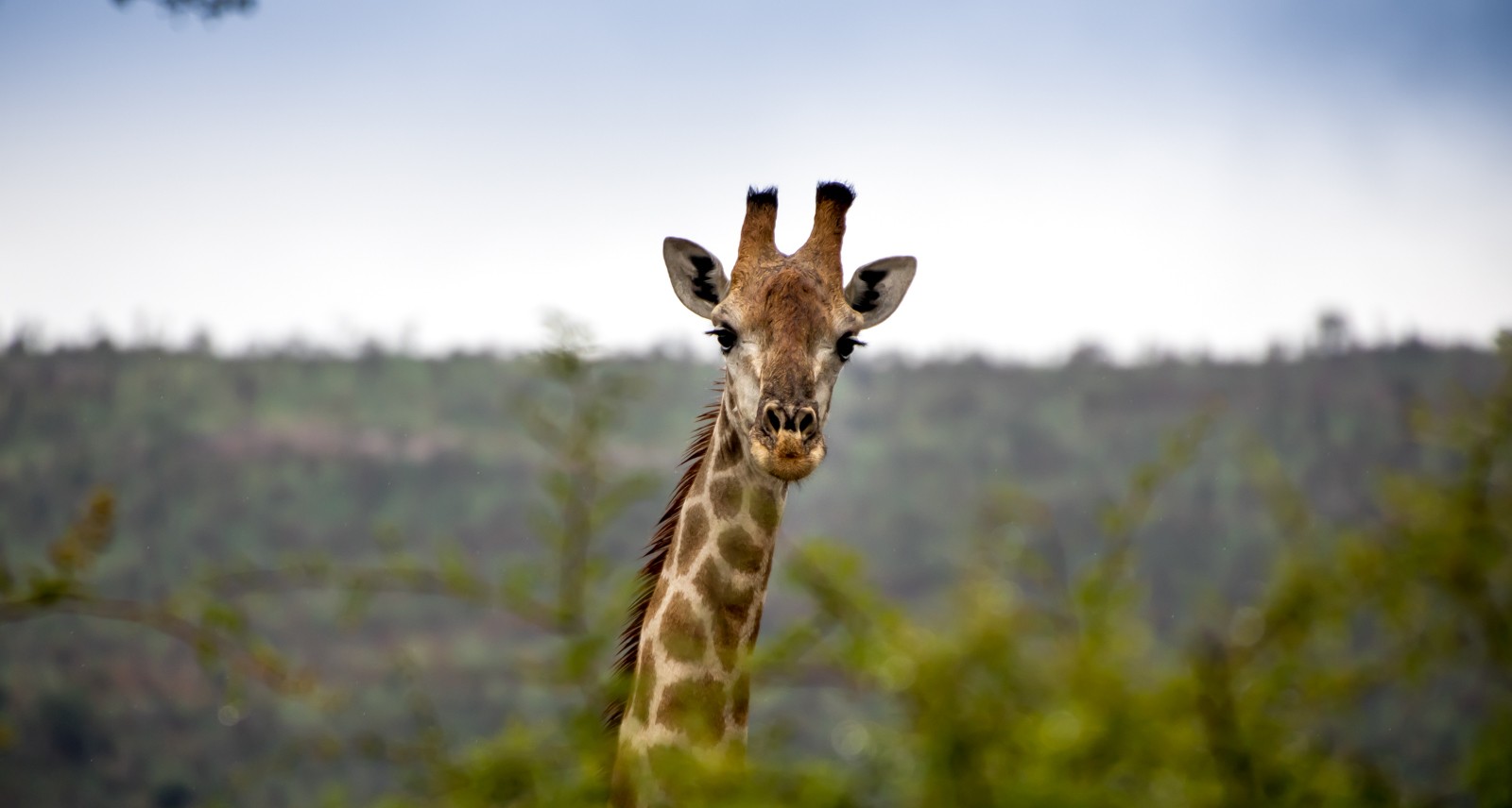 Národní park Pilanesberg - Ladislav Hanousek, Jihoafrická republika 2018