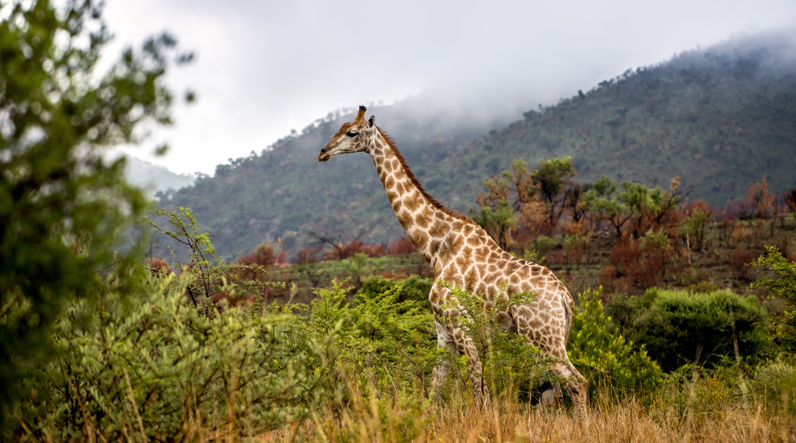 Národní park Pilanesberg - Ladislav Hanousek, Jihoafrická republika 2018