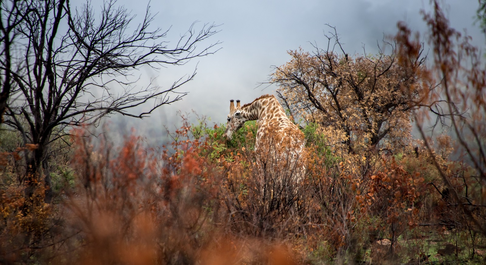 Národní park Pilanesberg. V únoru začíná na jihu Afriky podzim, fotografie žirafy v podzimním listí je trochu neobvyklá.. - Ladislav Hanousek, Jihoafrická republika 2018
