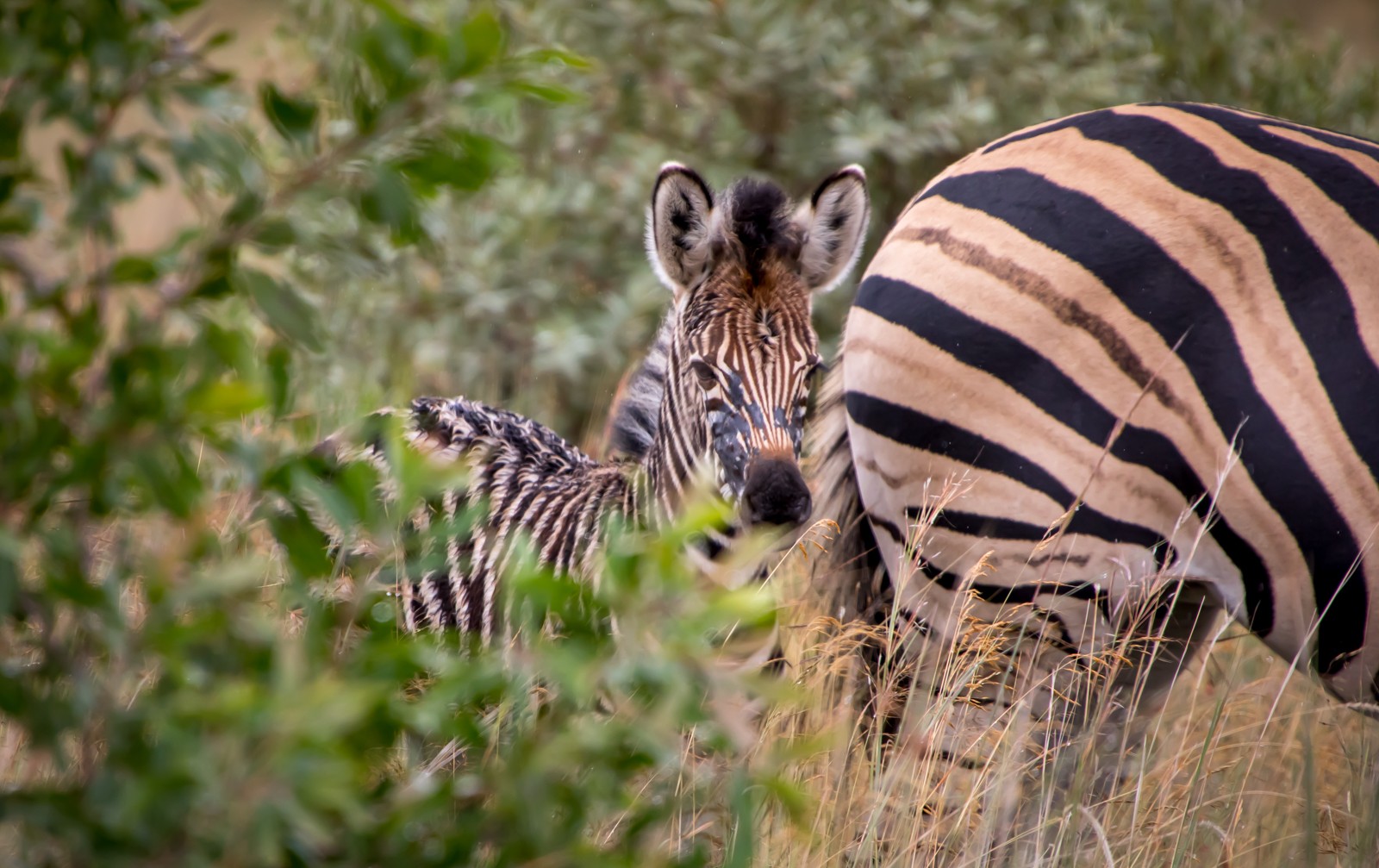 Národní park Pilanesberg - Ladislav Hanousek, Jihoafrická republika 2018