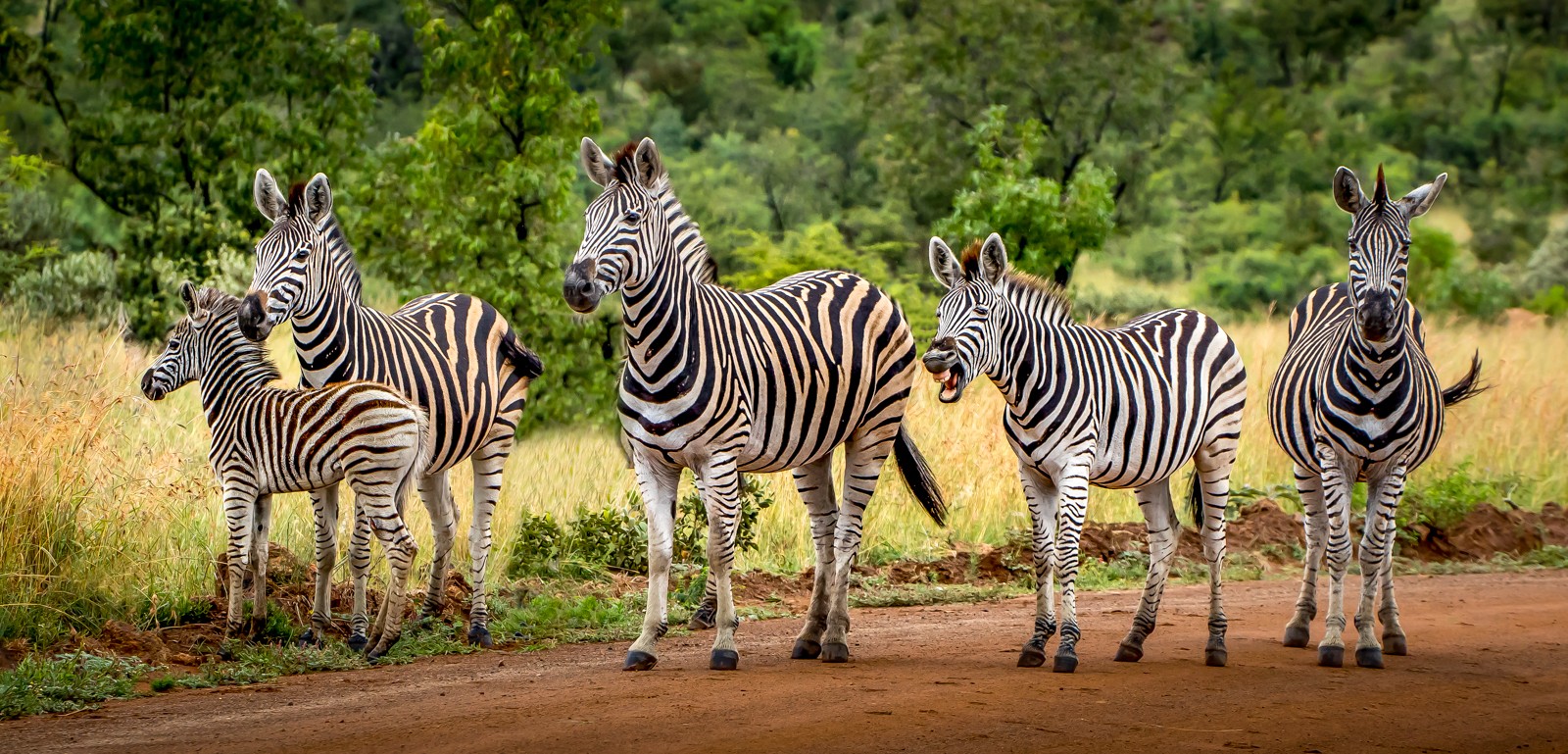 Národní park Pilanesberg - Ladislav Hanousek, Jihoafrická republika 2018