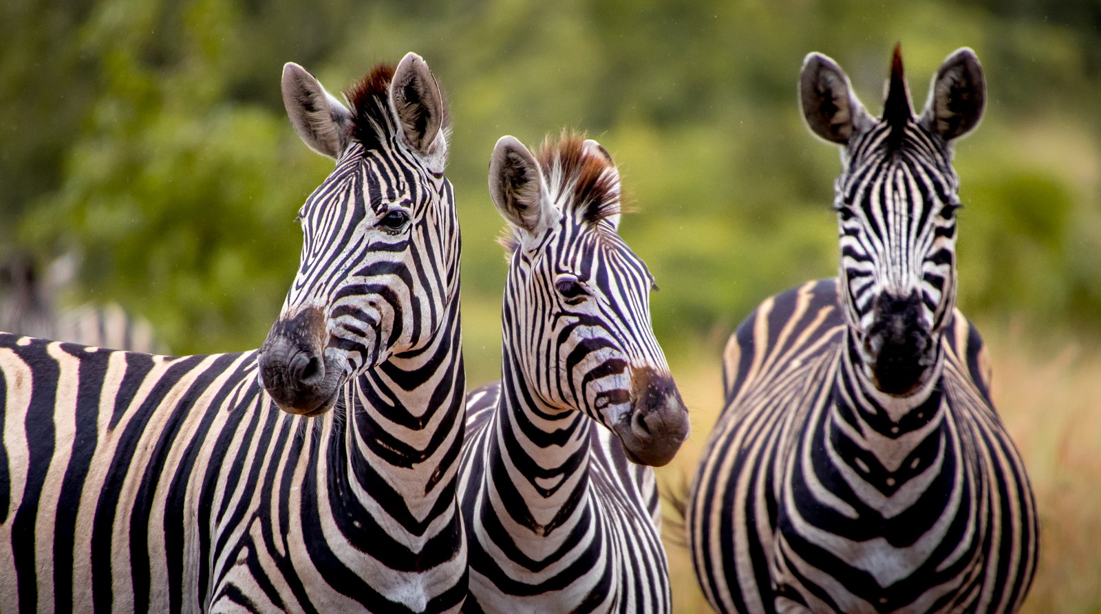 Zebra Chapmanova má mezi širokými černými pruhy vyznačeny ještě pruhy tmavohnědé - Ladislav Hanousek, Jihoafrická republika 2018
