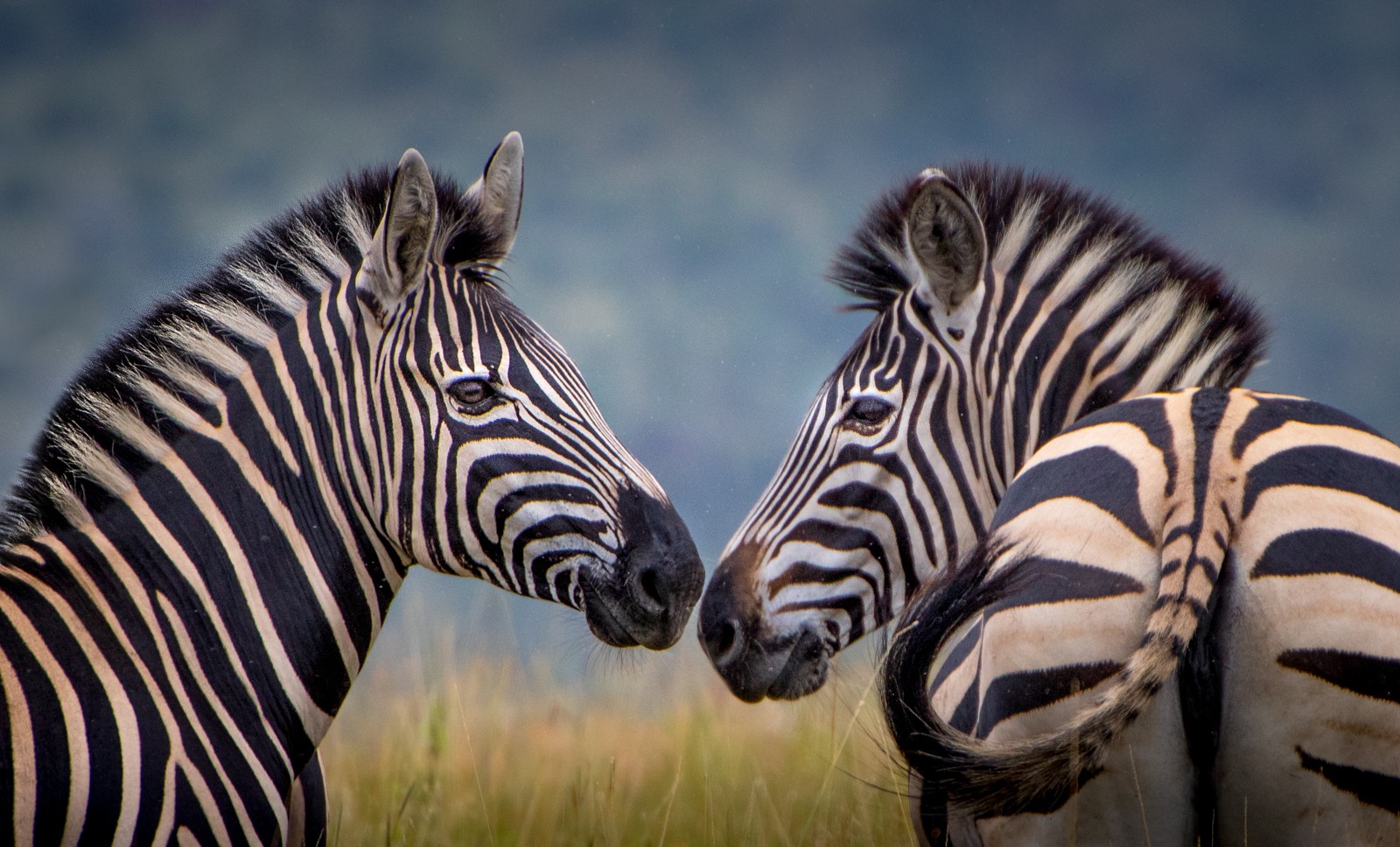 Národní park Pilanesberg . zebry Chapmanovy - Ladislav Hanousek, Jihoafrická republika 2018