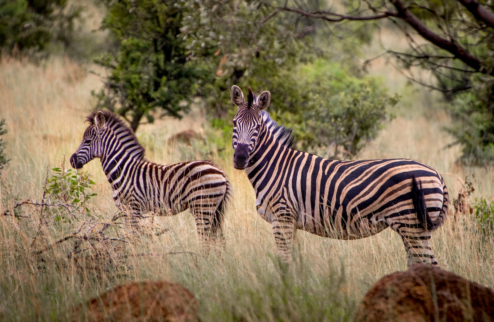 Národní park Pilanesberg - Ladislav Hanousek, Jihoafrická republika 2018