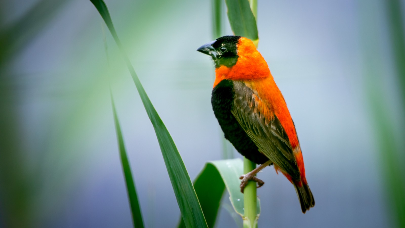Snovače kapského jsme nepotkali u Kapského Města, ale v NP Pilanesberg. Je to takový neposeda, ale na chvíli ho přece jen něco zaujalo, že se posadil..🙂 - Ladislav Hanousek, Jihoafrická republika 2018