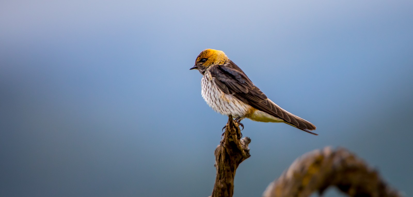 v Národním parku Pilanesberg žije více než 360 druhů ptáků - Ladislav Hanousek, Jihoafrická republika 2018