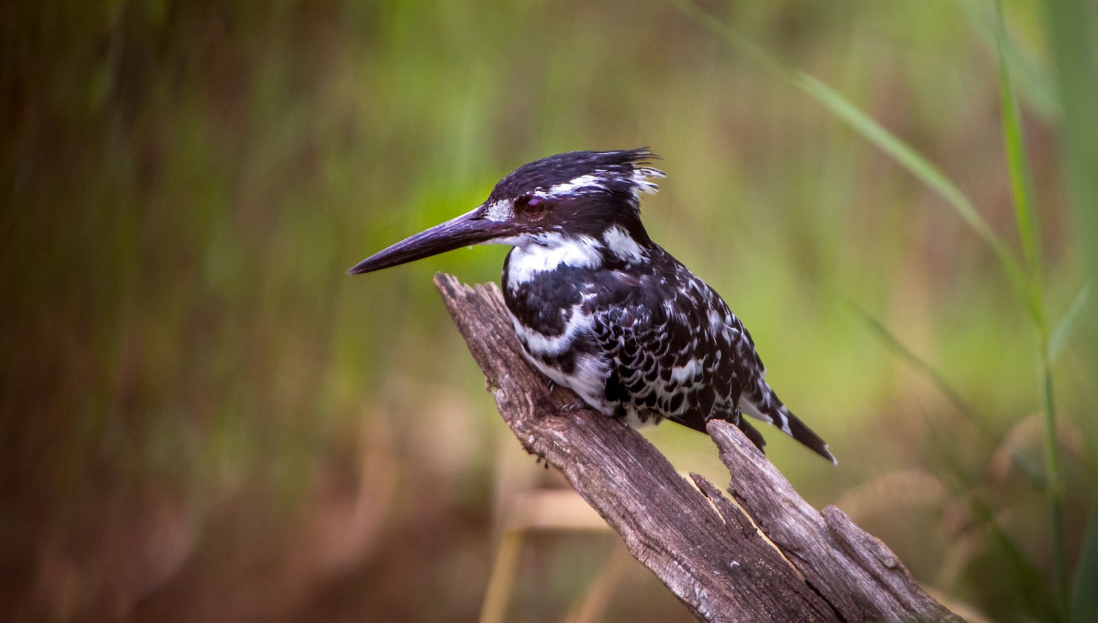 Rybařík jižní - Ladislav Hanousek, Jihoafrická republika 2018