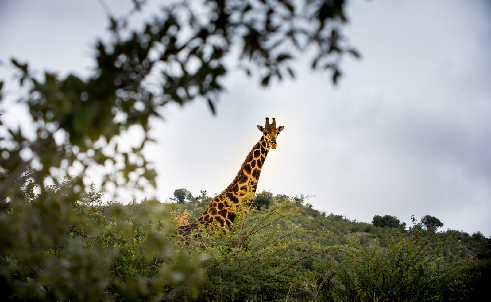 Národní park Addo Elephants - Ladislav Hanousek, Jihoafrická republika 2018