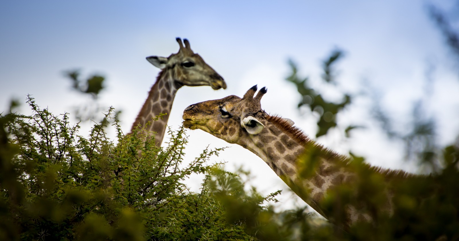 Národní park Addo Elephants - Ladislav Hanousek, Jihoafrická republika 2018