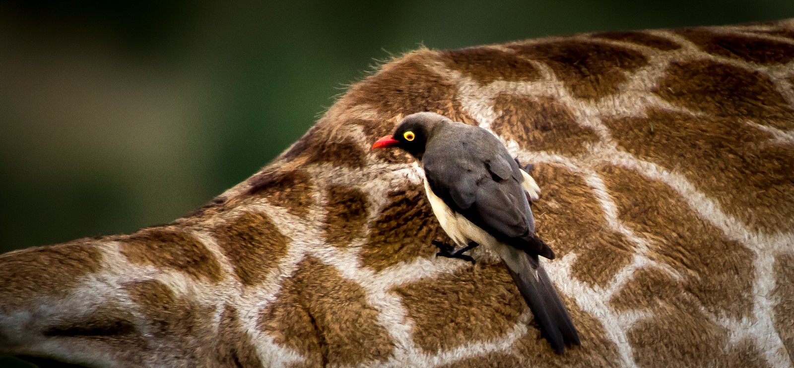 Klubák rudozobý - Ladislav Hanousek, Jihoafrická republika 2018