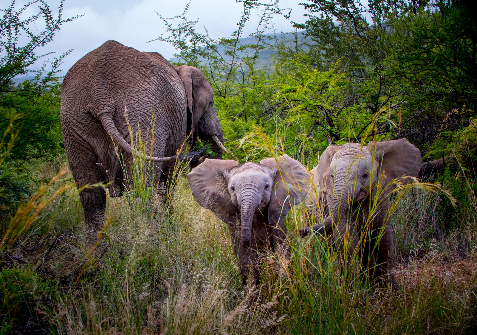 Národní park Addo Elephant - Ladislav Hanousek, Jihoafrická republika 2018