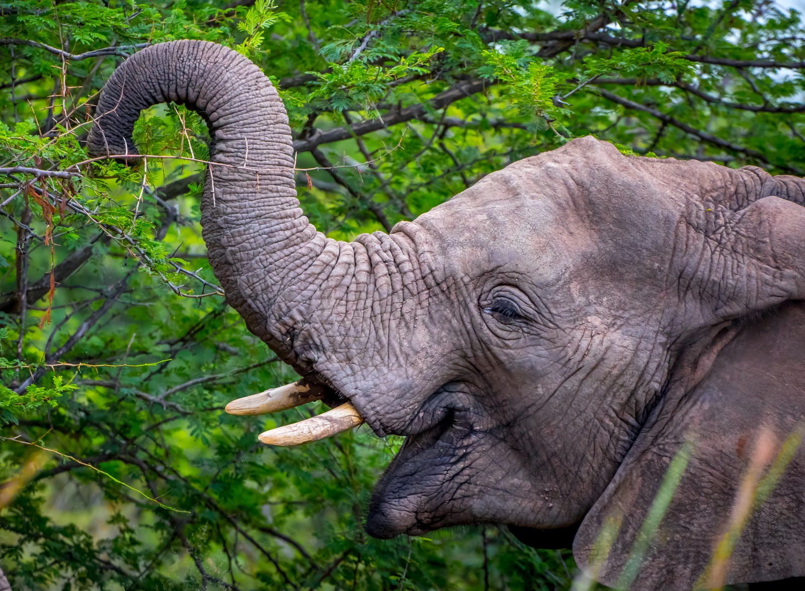 Národní park Addo Elephant - Ladislav Hanousek, Jihoafrická republika 2018