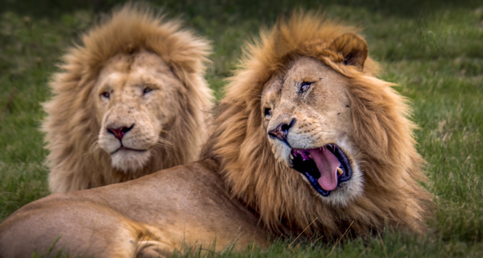 Lvi v Lion and Safari Park - Ladislav Hanousek, Jihoafrická republika 2018