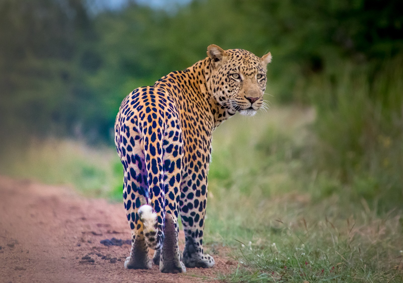 NP Pilanesberg: Levhart africký - poddruh levharta skvrnitého - Ladislav Hanousek, Jihoafrická republika 2018