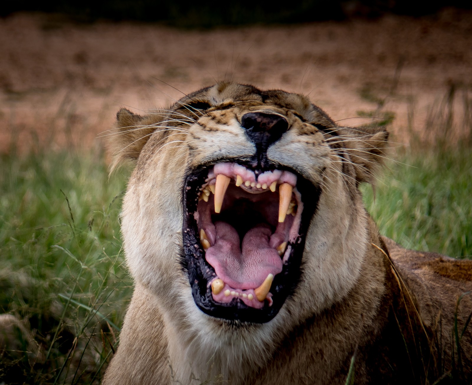 Lvice v Lion and Safari Park. Naštěstí jsme ji tak nerozzlobili, jak by se zdálo, jen tak hrozivě vypadá, když zívá.. - Ladislav Hanousek, Jihoafrická republika 2018