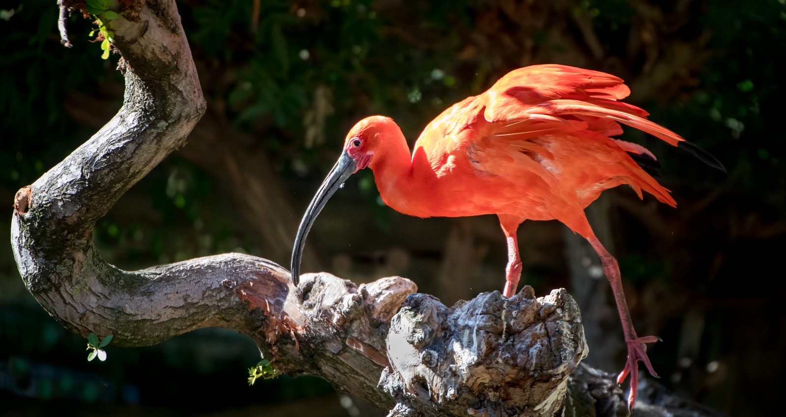 Ibis rudý - Jihoafrická republika - Ladislav Hanousek, Ptáci v přírodě