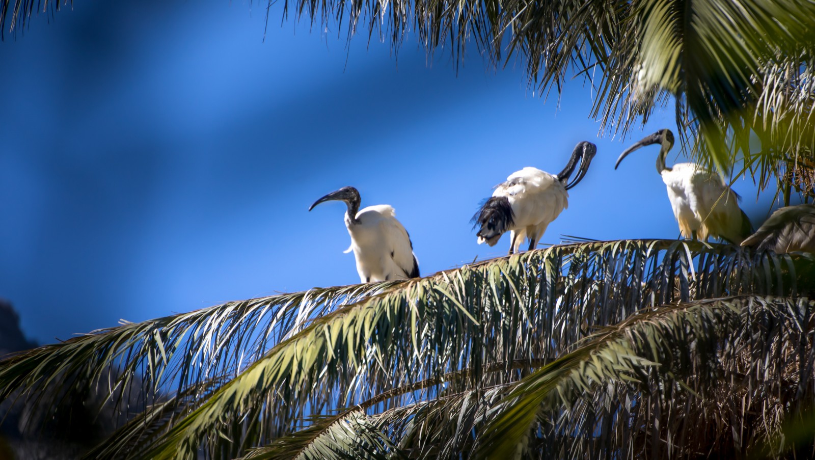 Ibis posvátný - Jihoafrická republika - Jihoafrická republika - Ladislav Hanousek, Ptáci v přírodě