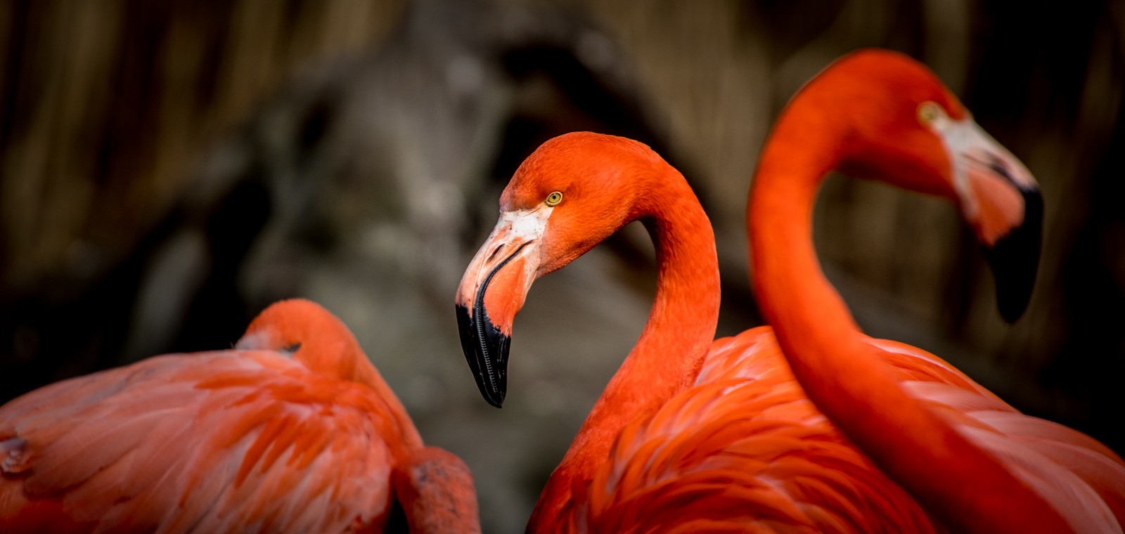 Jihoafričtí plameňáci - Ladislav Hanousek, Ptáci v přírodě